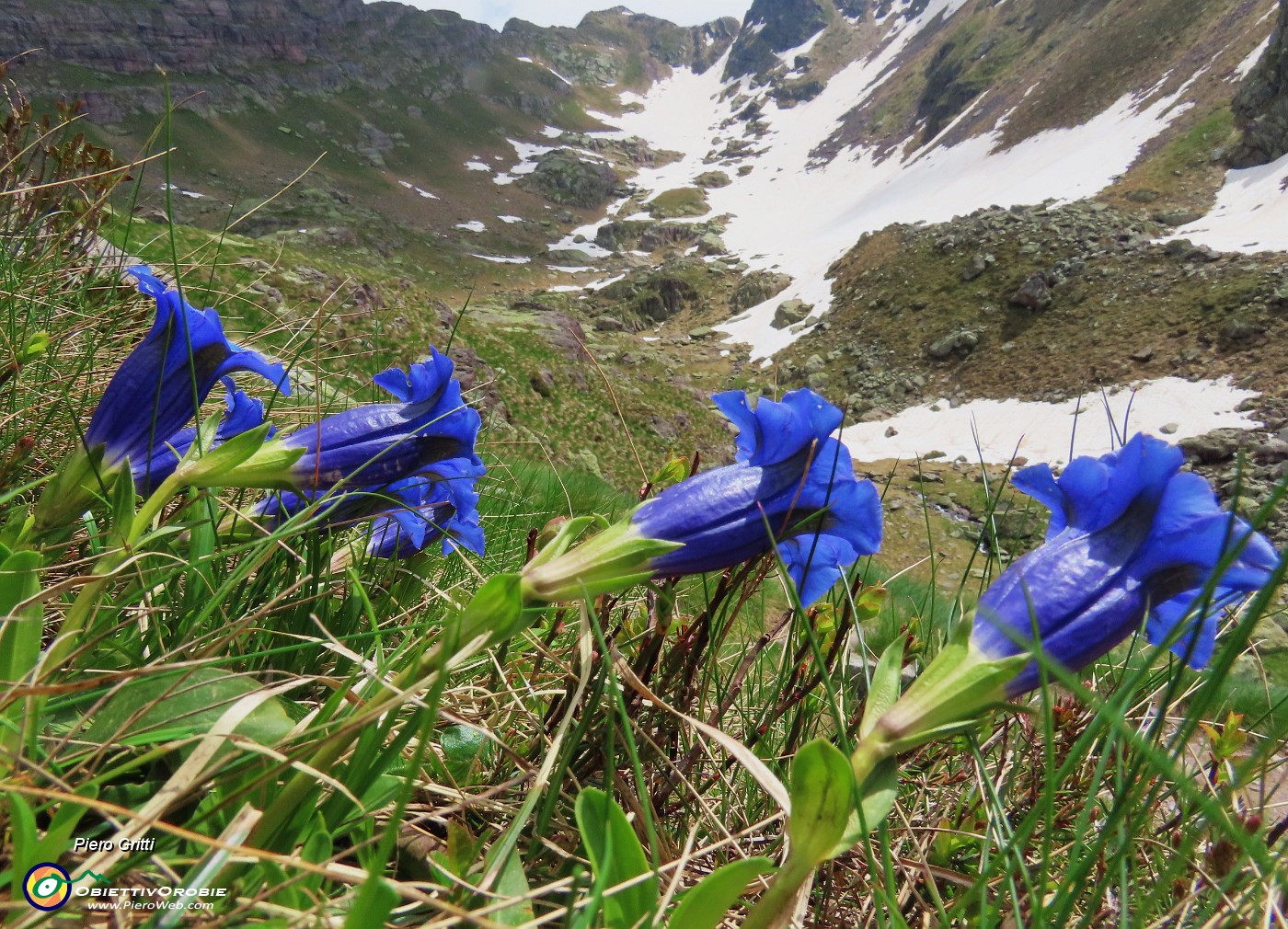 33 Gentiana acaulis (Genziana di Koch).JPG